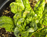 lettuce_pic