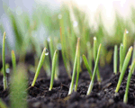 seedlings