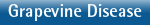 Grapevine Disease Testing